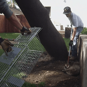 Los Angeles Raccoon Removal and Control