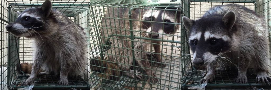 Van Nuys Wildlife & Animal Trapping, Removal & Control Services