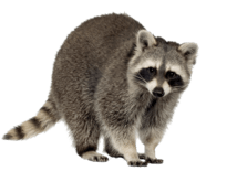 About Urban Raccoons