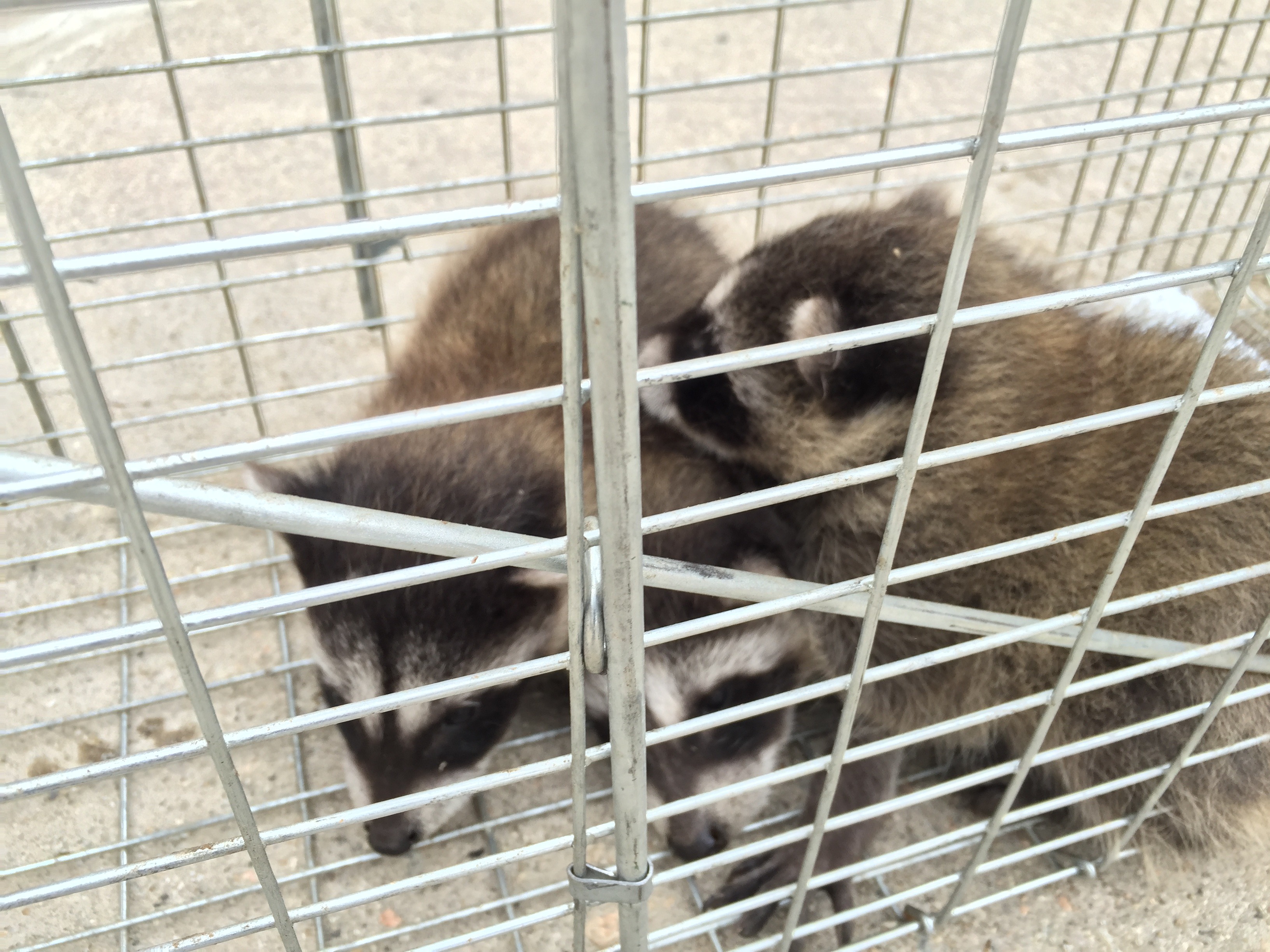 Baby Raccoons in Attic