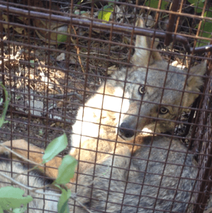 Coyote Removal Services