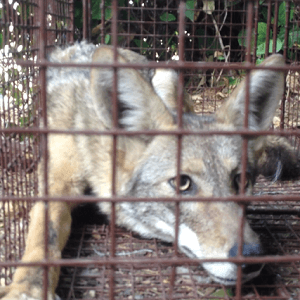 Coyote Trapping & Removal