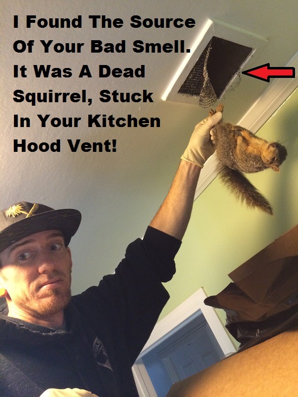 Dead Animal Removal Service