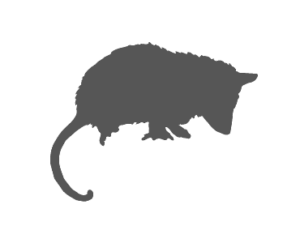 Opossum Control & Removal