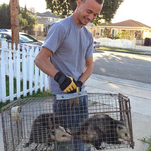 Opossum Removal and Control