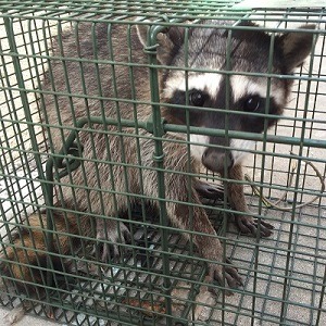 San Bernardino, CA Raccoon Removal & Control