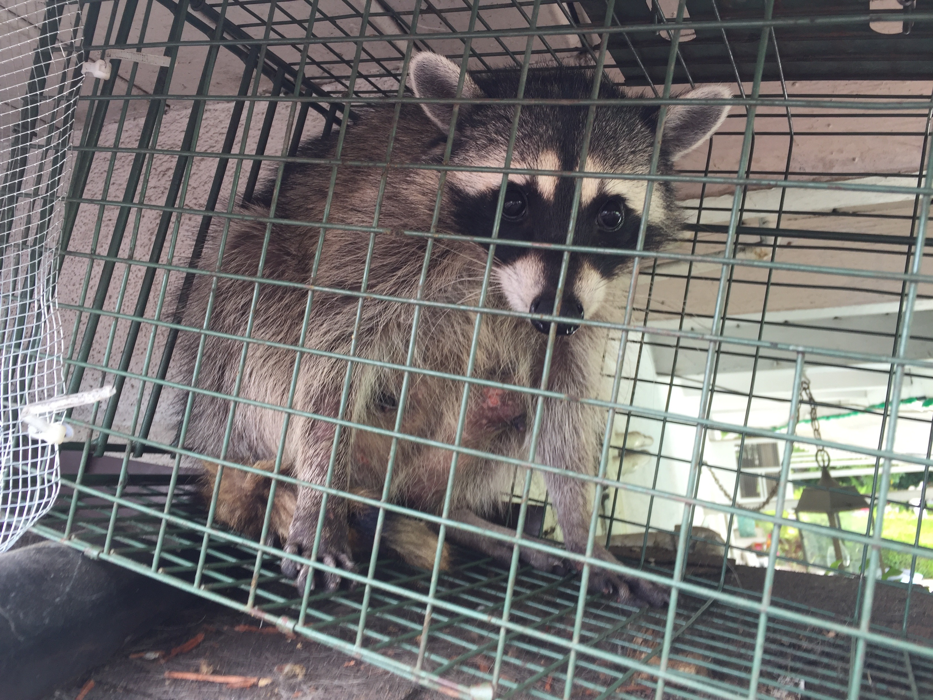 Raccoon In Trap