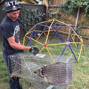 Los Angeles Animal Removal & Trapping Services