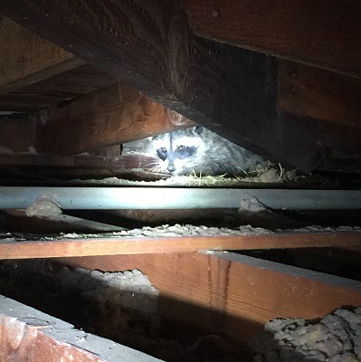 Raccoon Removal Attic