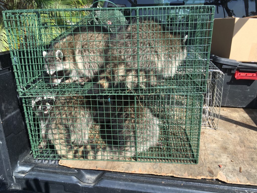 Trapping Raccoons