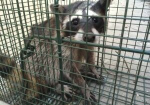 Raccoon Trapping Methods