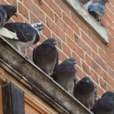 Pigeon Trapping & Removal