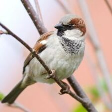 Sparrow Trapping & Removal