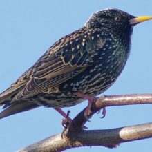 Starling Trapping & Removal