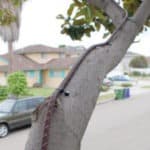 Tree Shock Bird Deterrent